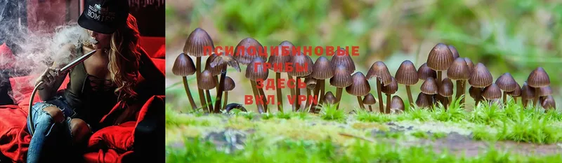 mega как зайти  Волоколамск  Псилоцибиновые грибы Psilocybe  наркотики 